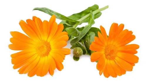 Semillas Aromaticas Calendula Naranja Fercon - Imagen 2
