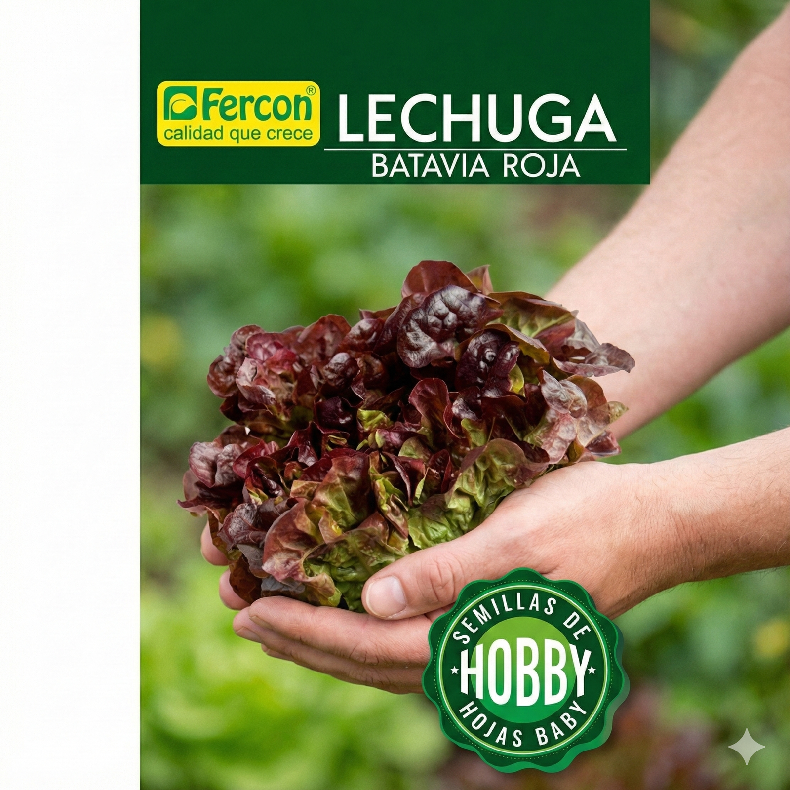 Semillas de Lechuga Batavia Roja | Bendita Sea Grow Shop