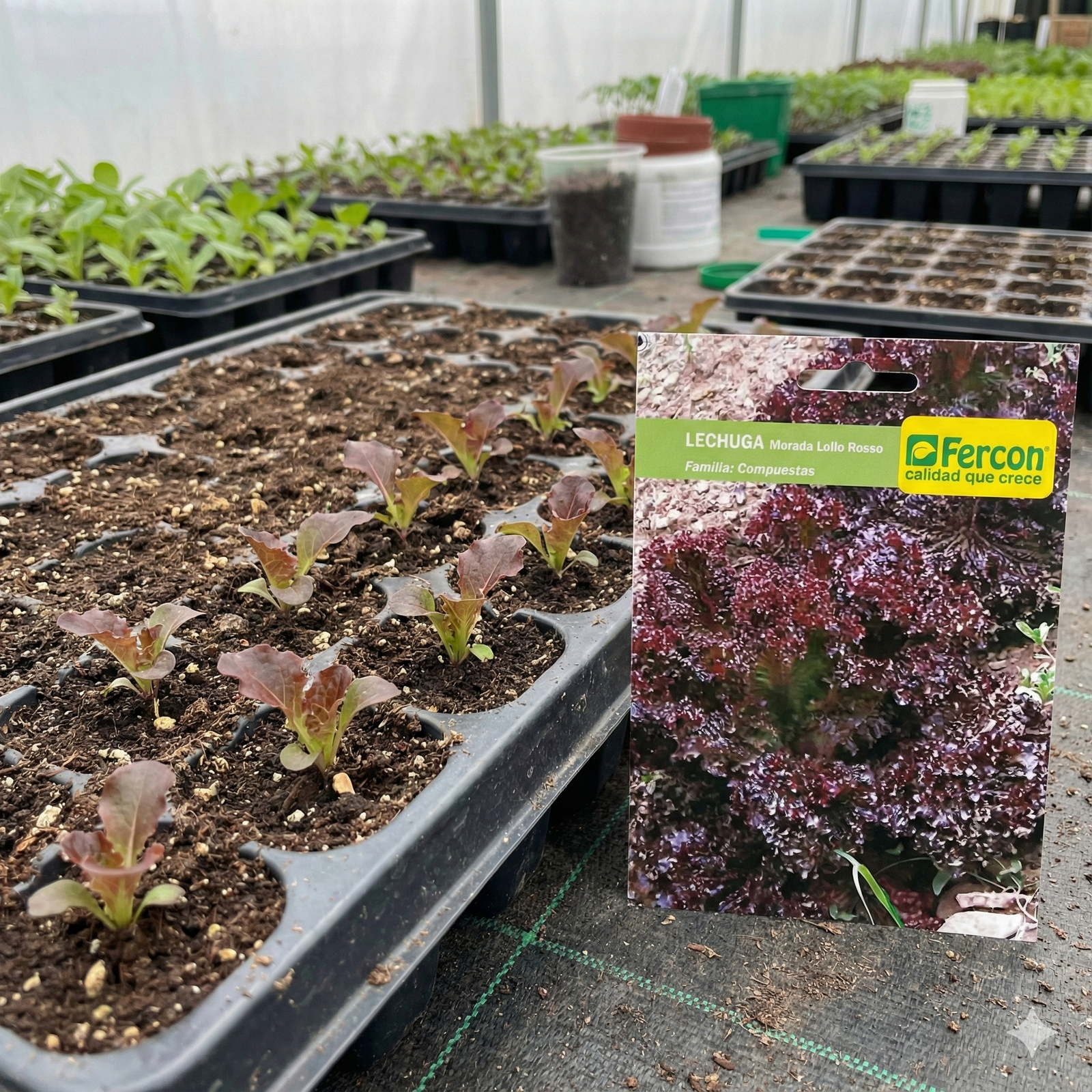 Semillas Hortalizas Lechuga Morada Lollo Rosso Fercon - Imagen 3