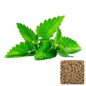 Semillas de HIERBABUENA SEMILLAS AROMÁTICAS Fercon para huerto en casa