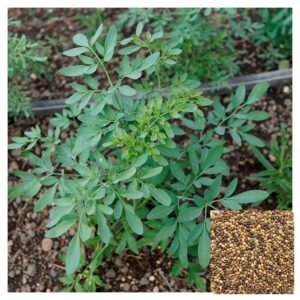 Semillas de RUDA GRAVEOLENS SEMILLAS AROMÁTICAS Fercon para huerto en casa
