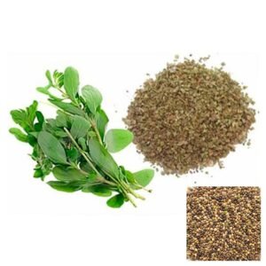Semillas de MEJORANA OREGANUN SEMILLAS AROMÁTICAS Fercon para huerto en casa