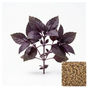 Semillas de ALBAHACA MORADA SEMILLAS AROMÁTICAS Fercon para huerto en casa