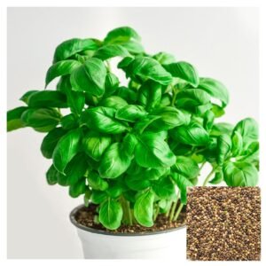 ALBAHACA GENOVESA SEMILLAS AROMÁTICAS