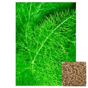 Semillas de HINOJO FOENICULUM SEMILLAS AROMÁTICAS Fercon para huerto en casa