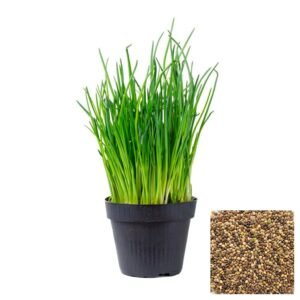Semillas de CEBOLLINO ALLIUM SHOENOPHRASUM Fercon para huerto en casa