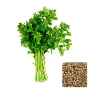 Semillas de CILANTRO LONG STANDING SEMILLAS ORGÁNICAS HORTALIZAS Fercon para huerto en casa