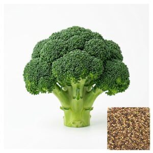 Semillas de BROCOLI CALABRESE SEMILLAS HORTALIZAS Fercon para huerto en casa