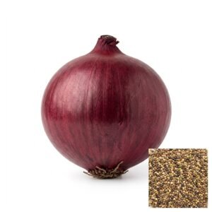 Semillas de CEBOLLA RED CREOLE SEMILLAS HORTALIZAS Fercon para huerto en casa