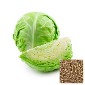 Semillas de REPOLLO BOLA VERDE SEMILLAS HORTALIZAS Fercon para huerto en casa