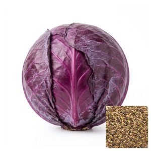 Semillas de REPOLLO MORADO SEMILLAS HORTALIZAS Fercon para huerto en casa