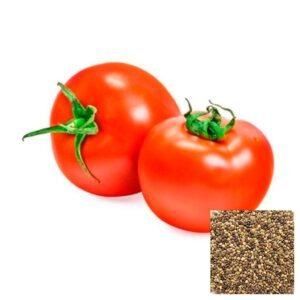 Semillas de TOMATE MANALUCIE SEMILLAS HORTALIZAS Fercon para huerto en casa