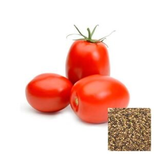 Semillas de TOMATE SANTA CLARA SEMILLAS HORTALIZAS Fercon para huerto en casa