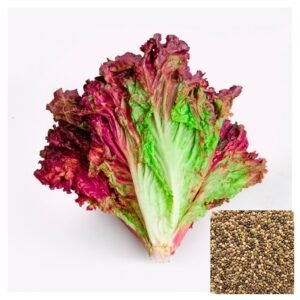 Semillas de LECHUGA MORADA LOLLO ROSSO SEMILLAS HORTALIZAS Fercon para huerto en casa