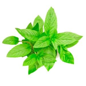 Semillas de Menta De Gato Aromáticas Fercon