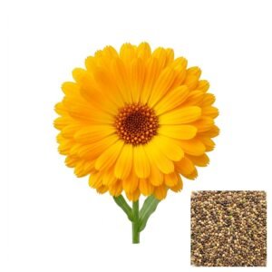 Semillas de CALENDULA AMARILLA ORO SEMILLAS AROMATICAS Fercon para huerto en casa