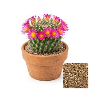 Semillas de FLORES CACTUS Fercon para huerto en casa