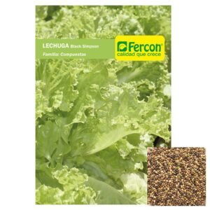 Semillas de LECHUGA BLACK SIMPSON SEMILLAS HORTALIZAS Fercon para huerto en casa