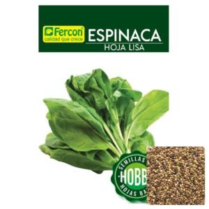 Semillas de ESPINACA HOJA LISA SEMILLAS HORTALIZAS Fercon para huerto en casa