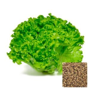 Semillas de LECHUGA BATAVIA ROJA SEMILLAS HORTALIZAS Fercon para huerto en casa