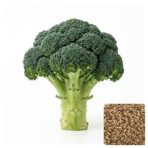 Semillas de BROCOLI DE CICCO SEMILLAS HORTALIZAS Fercon para huerto en casa