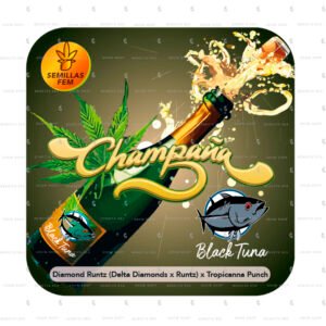 Champaña