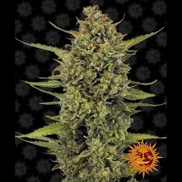 Semilla de marihuana Acapulco Gold de Barneys Farm - Foto 5