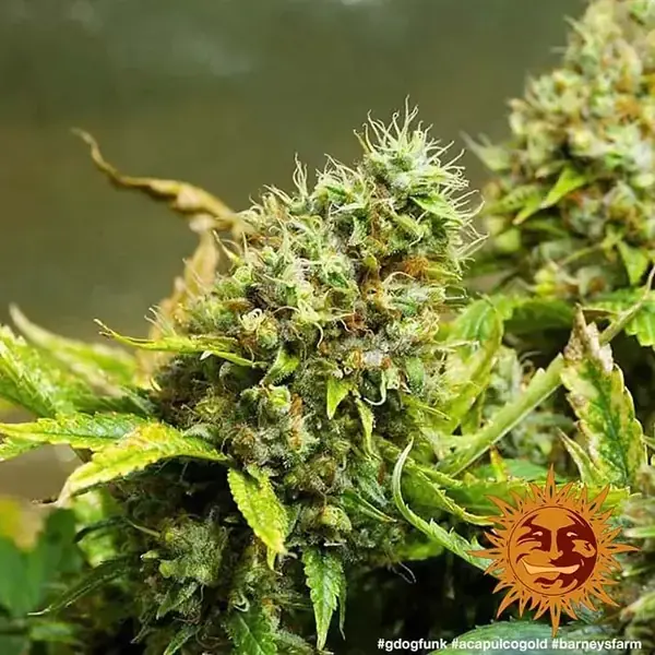 Semilla de marihuana Acapulco Gold de Barneys Farm - Foto 7