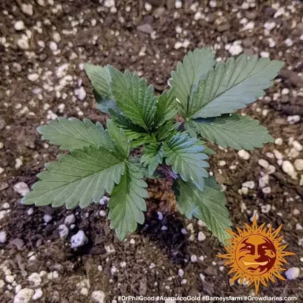 Semilla de marihuana Acapulco Gold de Barneys Farm - Foto 4