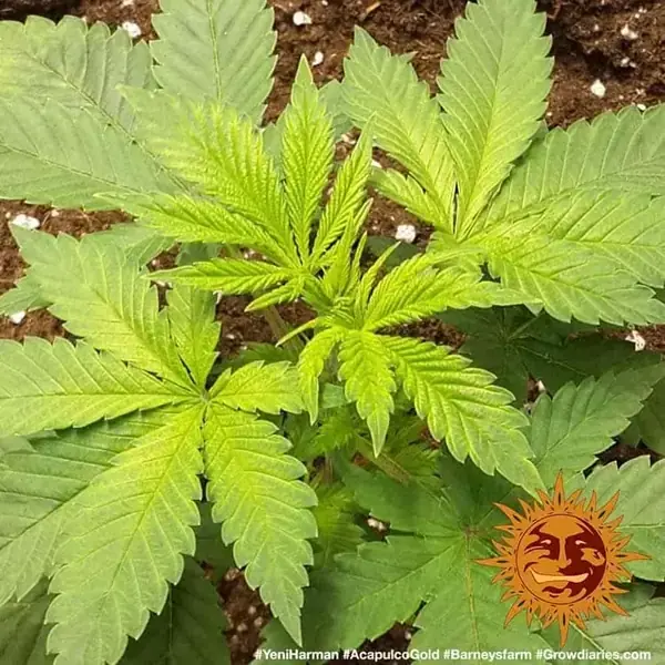Semilla de marihuana Acapulco Gold de Barneys Farm - Foto 1