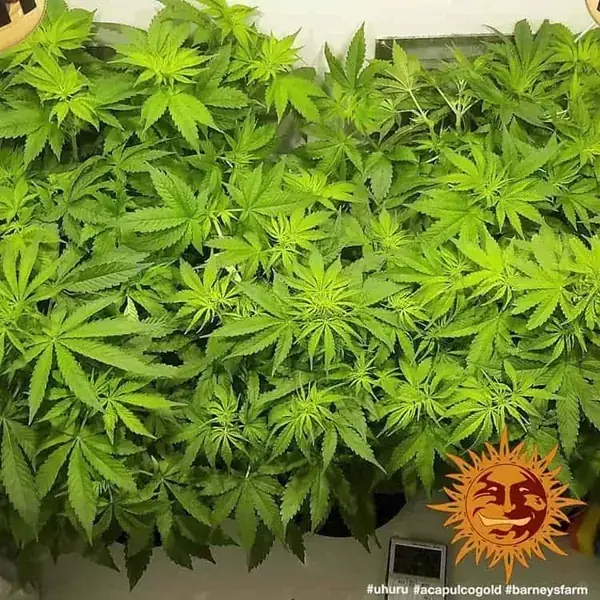 Semilla de marihuana Acapulco Gold de Barneys Farm - Foto 10