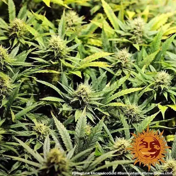 Semilla de marihuana Acapulco Gold de Barneys Farm - Foto 9