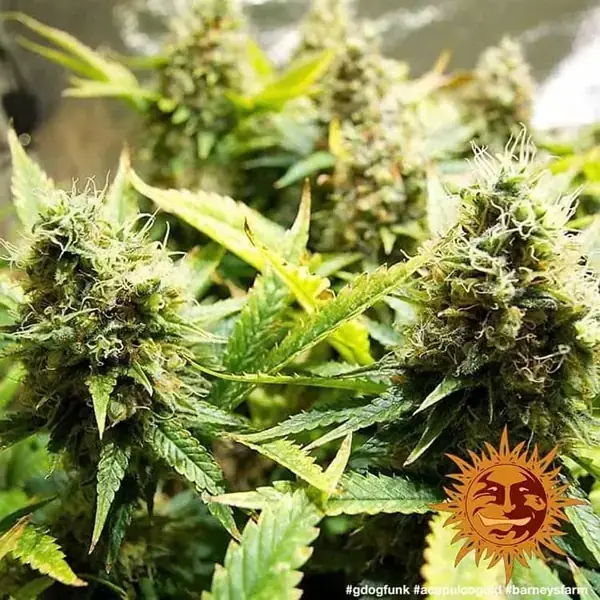 Semilla de marihuana Acapulco Gold de Barneys Farm - Foto 2