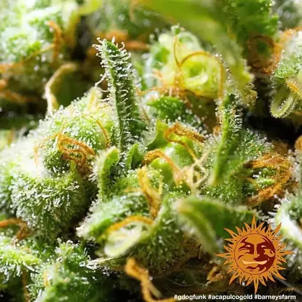 Semilla de marihuana Acapulco Gold de Barneys Farm - Foto 3
