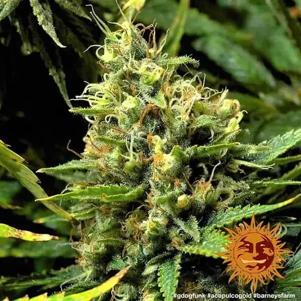 Semilla de marihuana Acapulco Gold de Barneys Farm - Foto 8