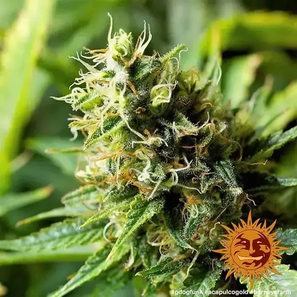Semilla de marihuana Acapulco Gold de Barneys Farm - Foto 6
