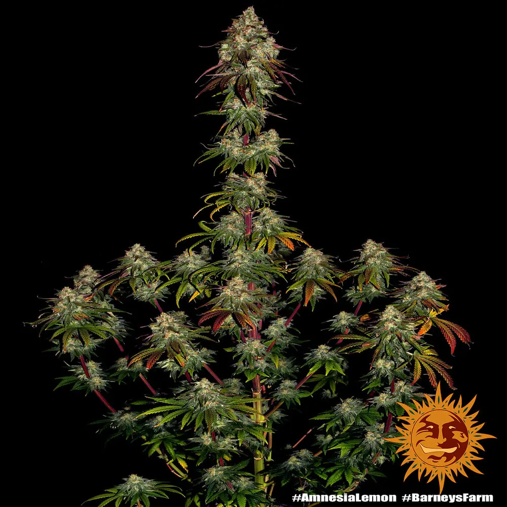 Semilla de marihuana Amnesia Lemon de Barneys Farm - Foto 1