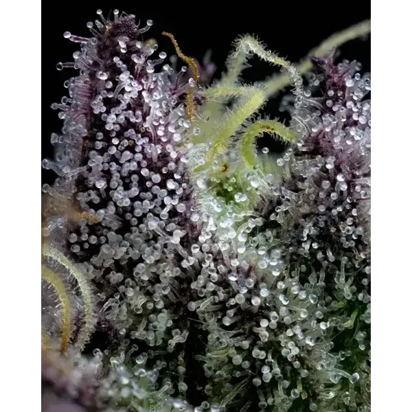 Semilla de marihuana Apple Fritter de Barneys Farm - Foto 2