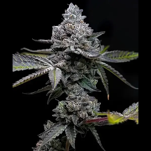Semilla de marihuana Apple Fritter de Barneys Farm - Foto 3