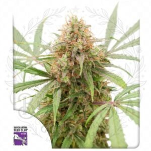 Auto AK Triple Haze: cogollo de Auto AK Triple Haze con la marca de agua de Bendita Sea