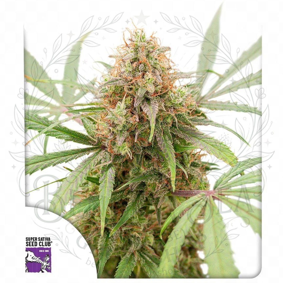 Auto AK Triple Haze: cogollo de Auto AK Triple Haze con la marca de agua de Bendita Sea