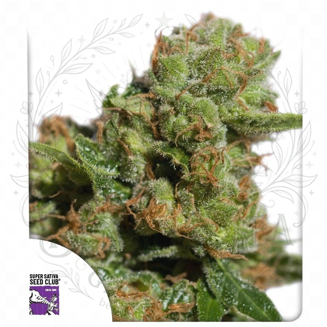 Auto Bruce Lemon Diesel: cogollo de Auto Bruce Lemon Diesel con la marca de agua de Bendita Sea