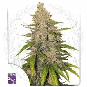 Auto Purple OG Punch: cogollo de Auto Purple OG Punch con la marca de agua de Bendita Sea