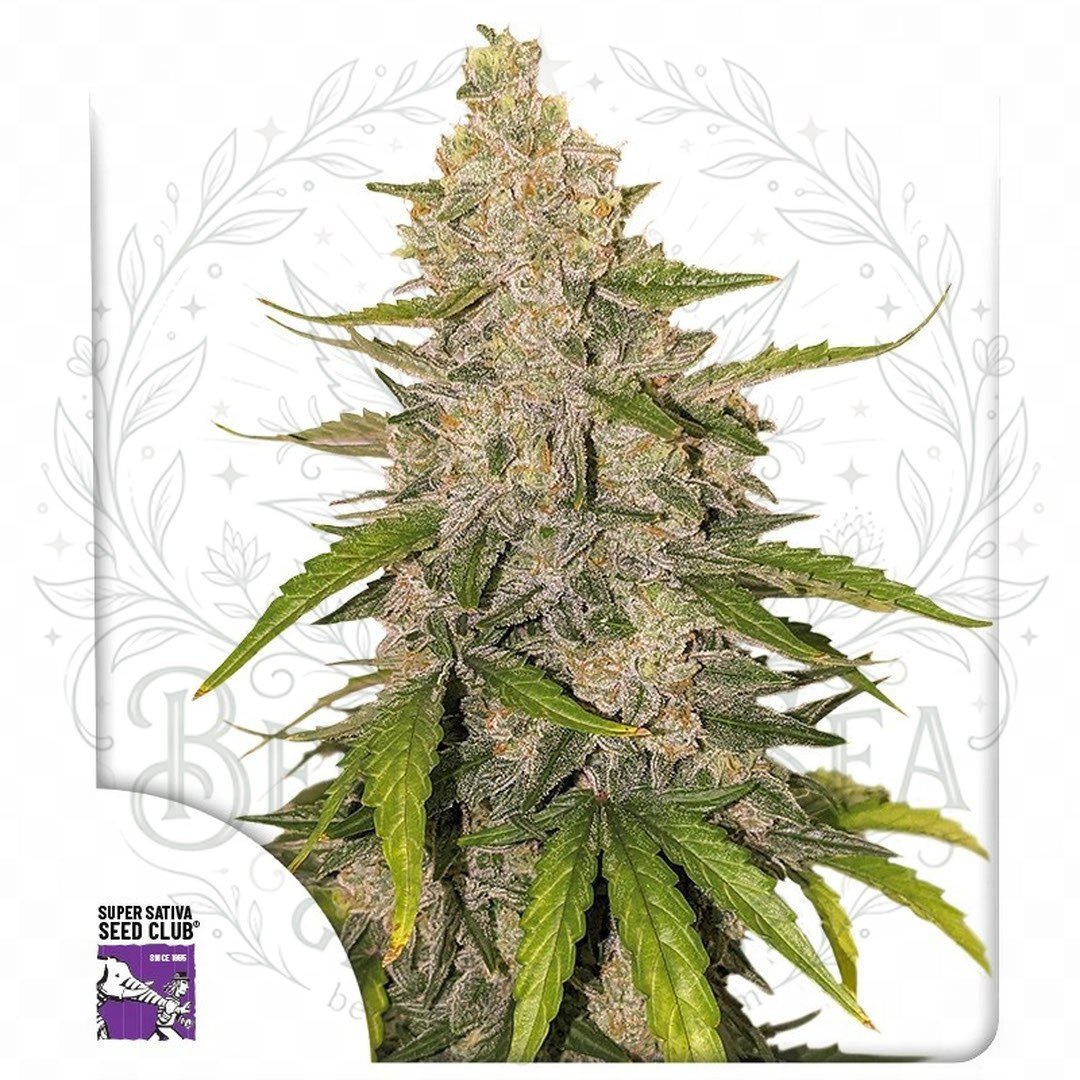 Auto Purple OG Punch: cogollo de Auto Purple OG Punch con la marca de agua de Bendita Sea
