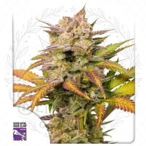 Auto Sweet Bourbon Kush: cogollo de Auto Sweet Bourbon Kush con la marca de agua de Bendita Sea