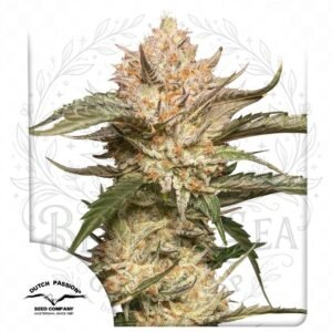 Auto Trichome & Cream: cogollo de Auto Trichome & Cream con la marca de agua de Bendita Sea