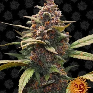Semilla de marihuana Ayahuasca Purple de Barneys Farm - Foto 1