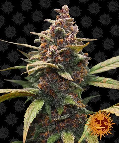 Semilla de marihuana Ayahuasca Purple de Barneys Farm - Foto 1