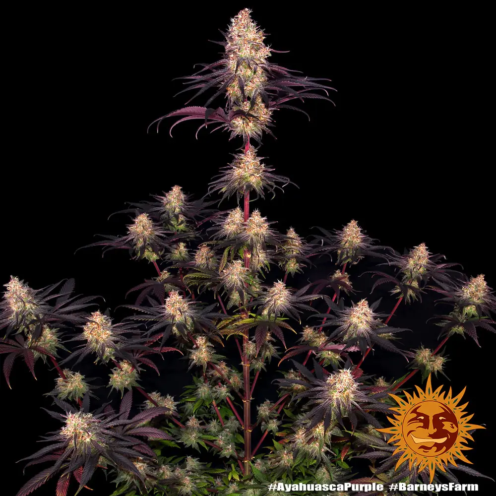 Semilla de marihuana Ayahuasca Purple de Barneys Farm - Foto 2