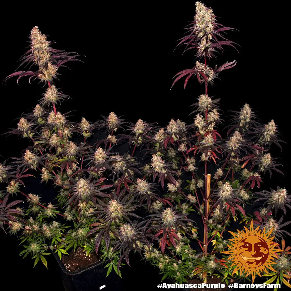 Semilla de marihuana Ayahuasca Purple de Barneys Farm - Foto 8